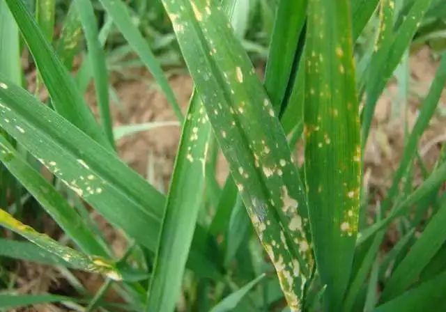 除草剂|紧急提醒：小麦春季除草，尽量别用这2种除草剂！什么情况？