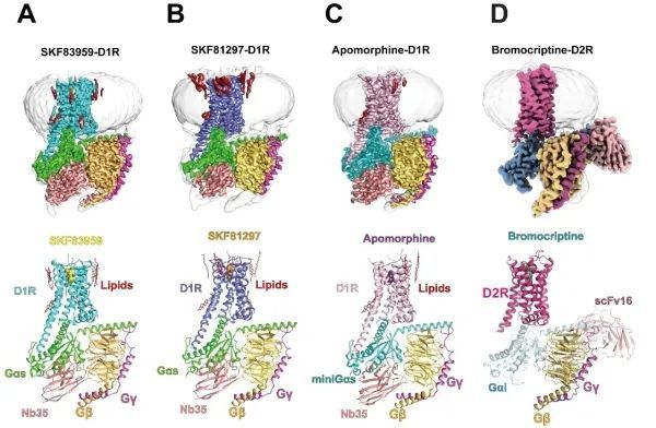 多巴胺|研究揭示激活态多巴胺受体D1R和D2R配体选择性和G蛋白选择性机理