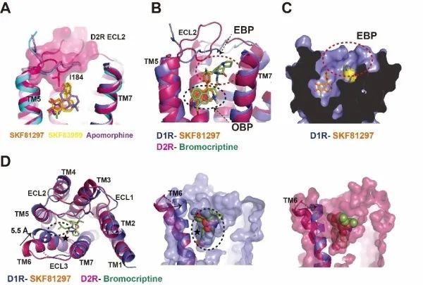 多巴胺|研究揭示激活态多巴胺受体D1R和D2R配体选择性和G蛋白选择性机理