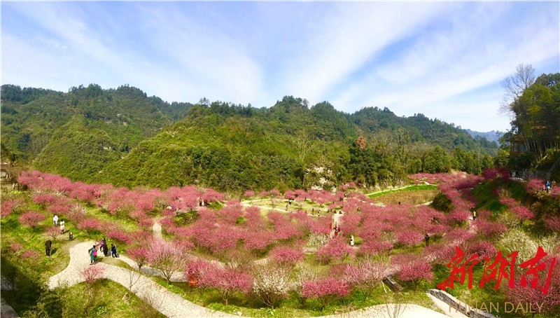 永顺陈家坡一枝梅缓慢了时光