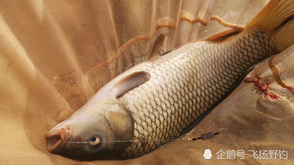 春季野钓鲤鱼须做到四钓四不钓