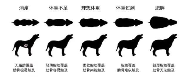 如何判断你的狗狗是否超重 腾讯新闻