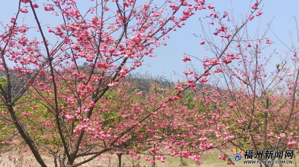 美炸了 福州这几处盛景惹人醉 错过等一年 腾讯新闻