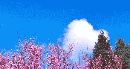 平昌这里的花开了 最近7天是最美花期 佛头山 梅花 平昌