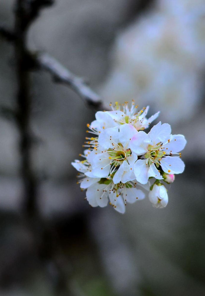 【诗词鉴赏】李花宜远更宜繁,十首有关李花的诗词,素雅清新,花团锦簇!