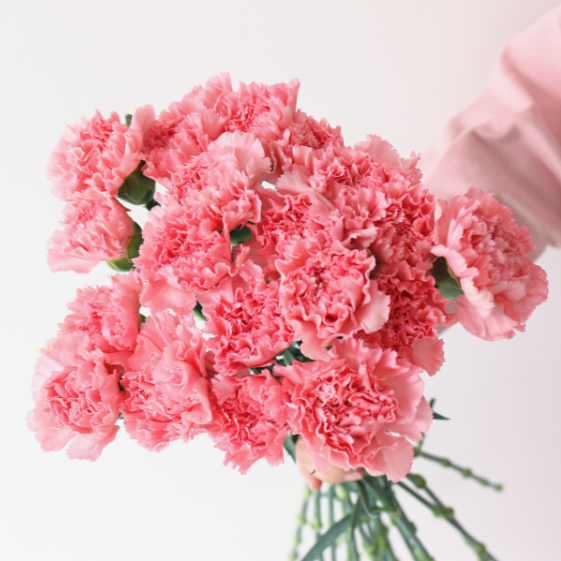 康乃馨之吻 腾讯网