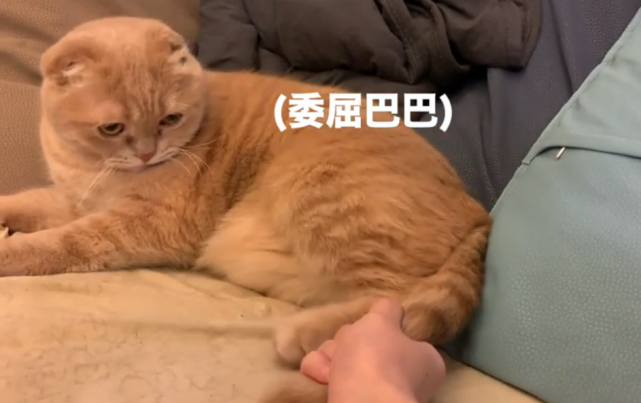 Tlc官网 猫讨厌的四种 骚扰 行为 所有的猫奴都会被咬 陌生人 别这样