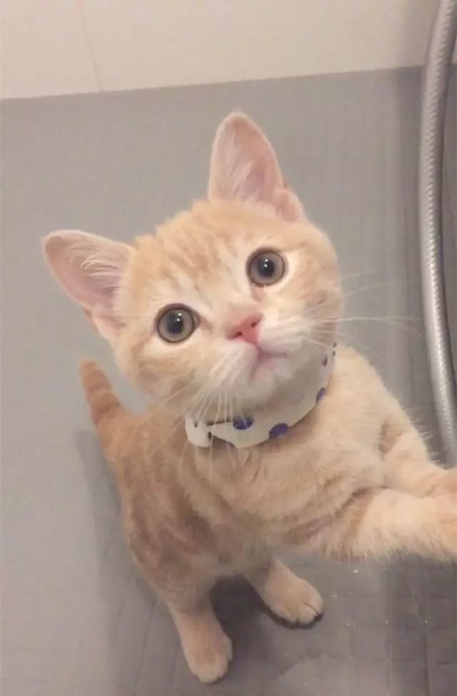 ins上这只猫,全世界都想给它小鱼干!