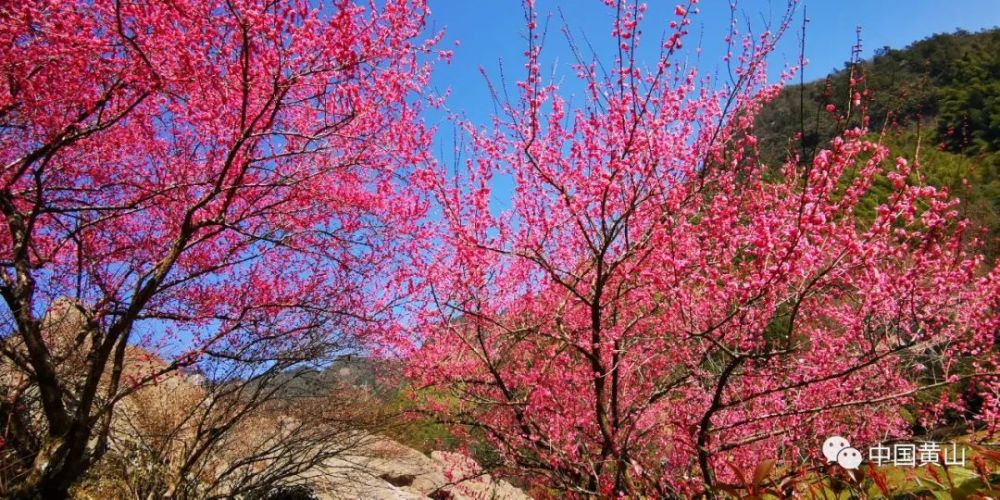 周末赏花好去处:黄山花谷宫粉梅开得可美啦