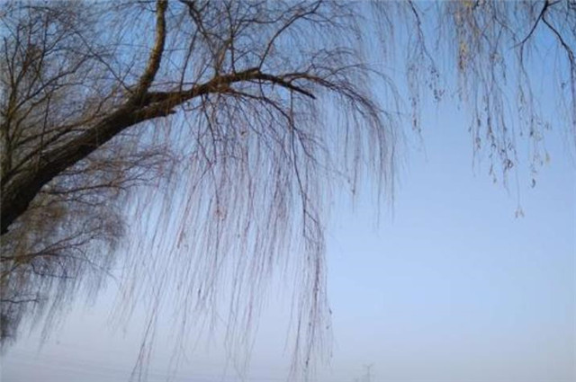 纳兰性德柳四首朔风吹古柳吹不散眉弯