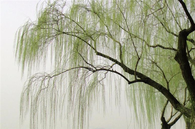 那垂杨柳柔韧而多情的柳丝,如同他的情感,清丽绵长.