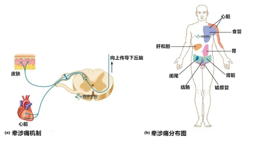 内脏|自主神经周围传入｜特殊内脏传入纤维