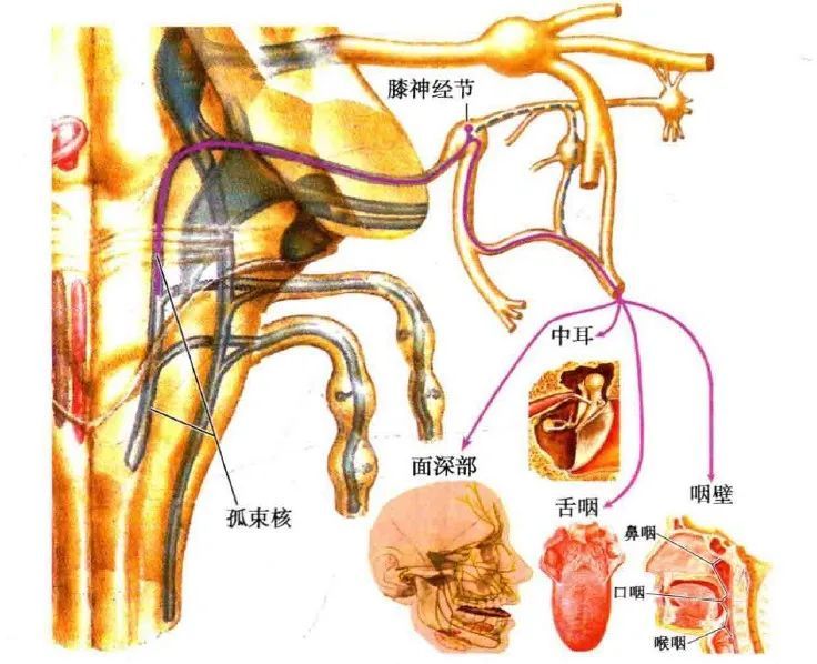 自主神經周圍傳入一般內臟傳入纖維