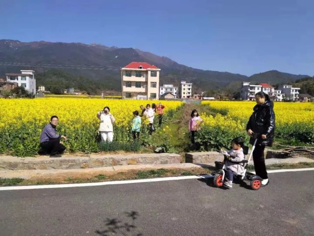 油菜花香满田垄 游玩就在家门口|田垄|汶村|台岭乡