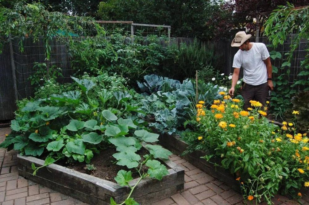 打造一个蔬菜花园,收获一段多彩又美味的园居生活