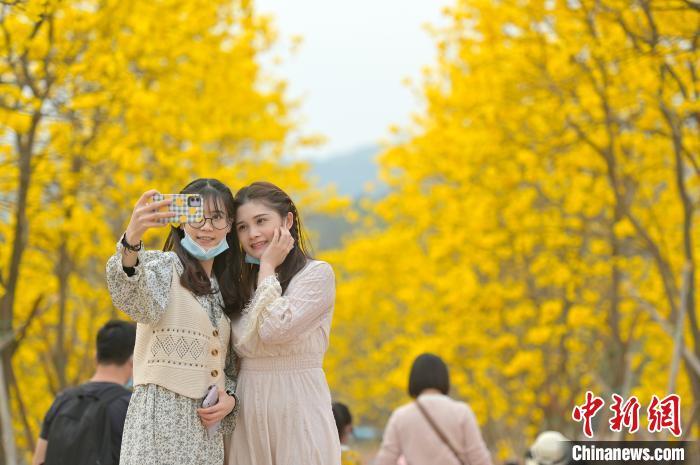 陈秋霞 摄游客在黄花风铃木花海中拍照留念.