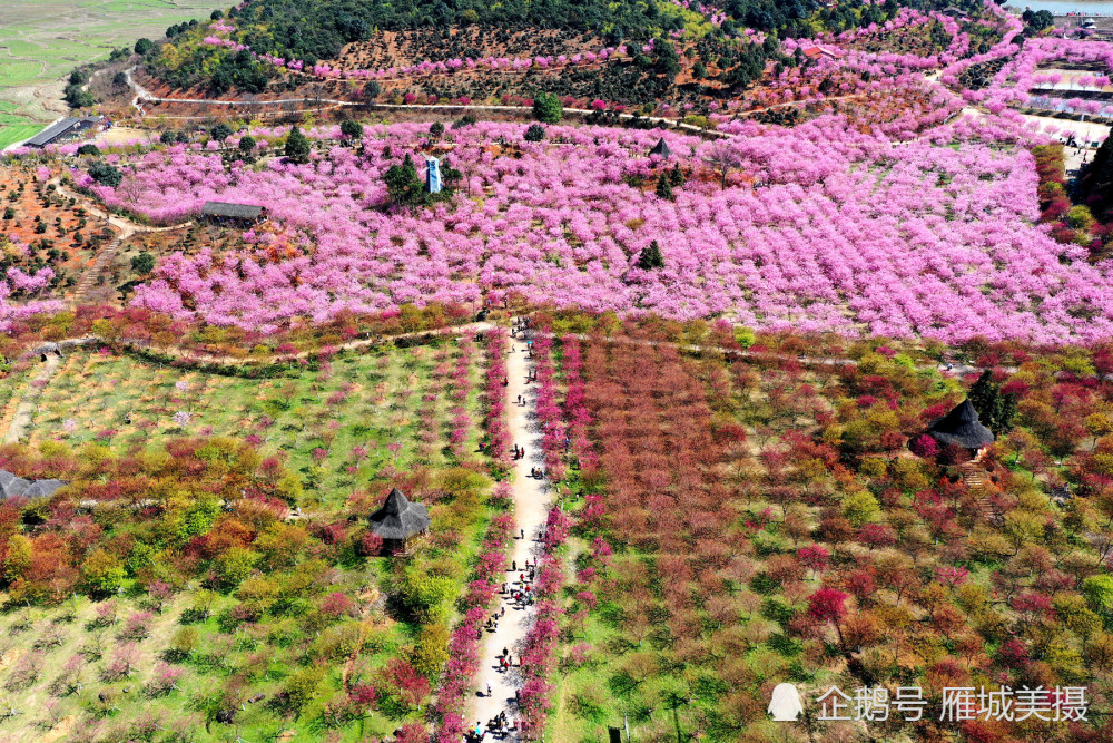 航拍湖南常宁百万樱花园花开正艳五彩斑斓诗情画意衡阳最美赏樱地