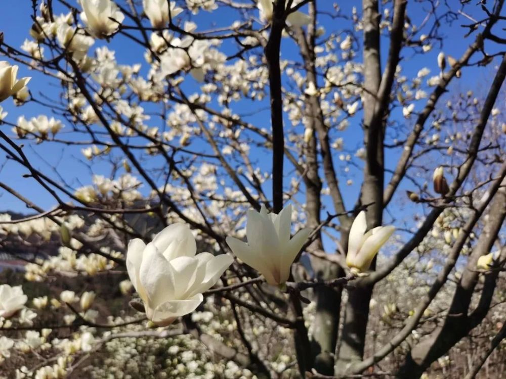 奉化长岭村玉兰花图片