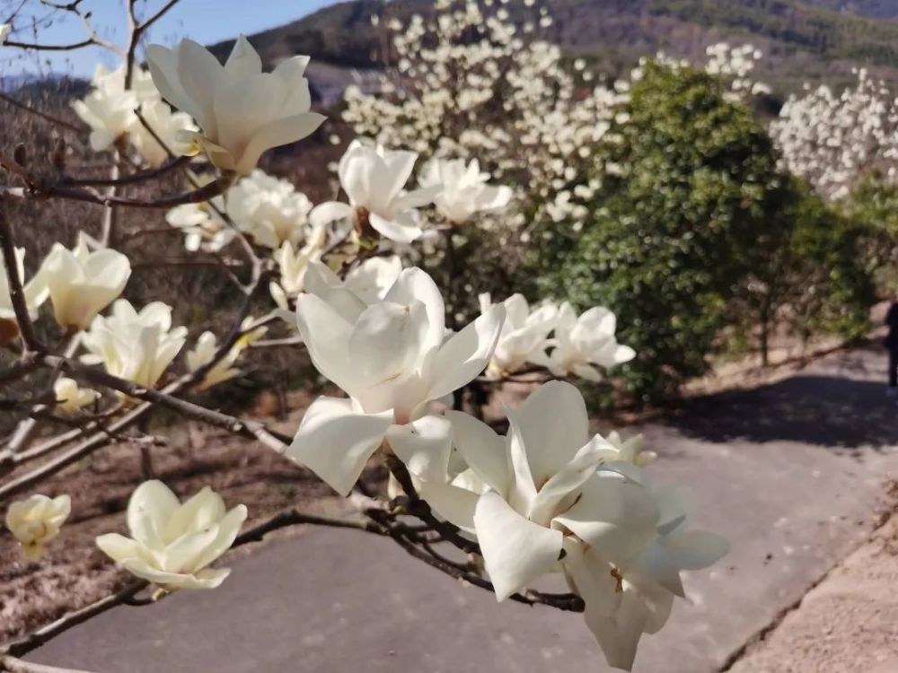 奉化长岭村玉兰花图片