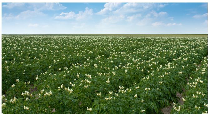 马铃薯|土豆种植全过程：4个阶段7个步骤，35种病害25种虫害