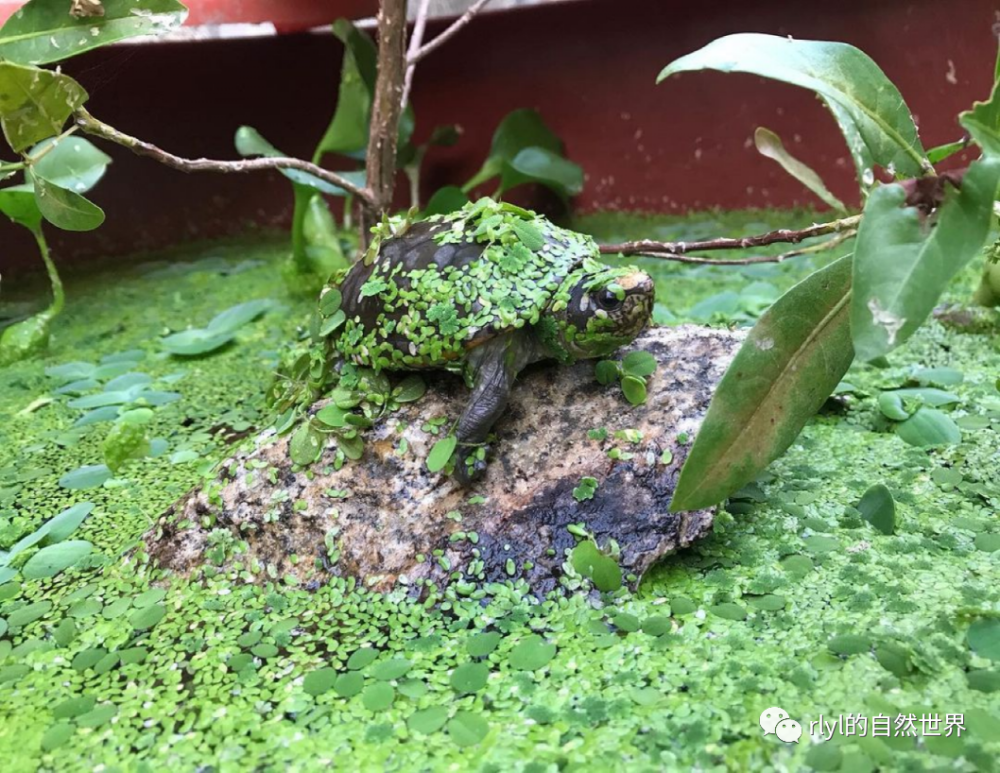 上圖為墨西哥龜友飼養瓦拉塔泥龜的生態環境小編在