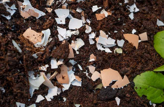 厨余垃圾这3样不要丢拿来养殖花草植物根壮叶旺长不停