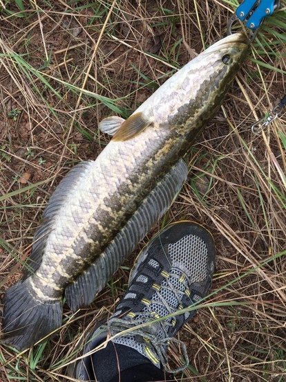 黑鱼最大能长到多大