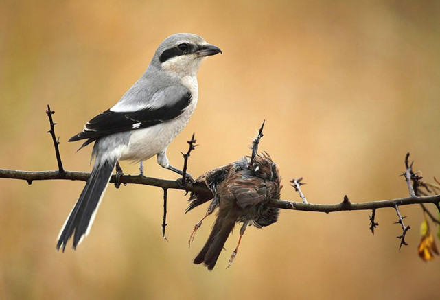 伯勞鳥為啥喜歡把獵物串在樹枝上,直接吃不香嗎?它畢竟不是猛禽