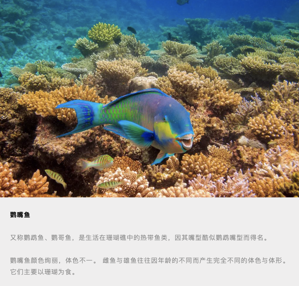 西沙群岛是我国主要的热带渔场,那里有珊瑚鱼类和大洋性鱼类400余种.