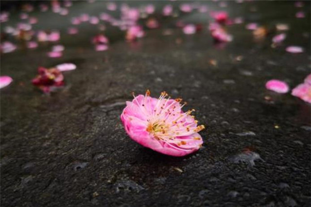 唐朝赏落梅6首山树落梅花行歌伴落梅落梅是美丽梅花花瓣雨