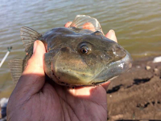 有日子没来菜市场了,发现有鲜活的猪尾鱼,16元一斤