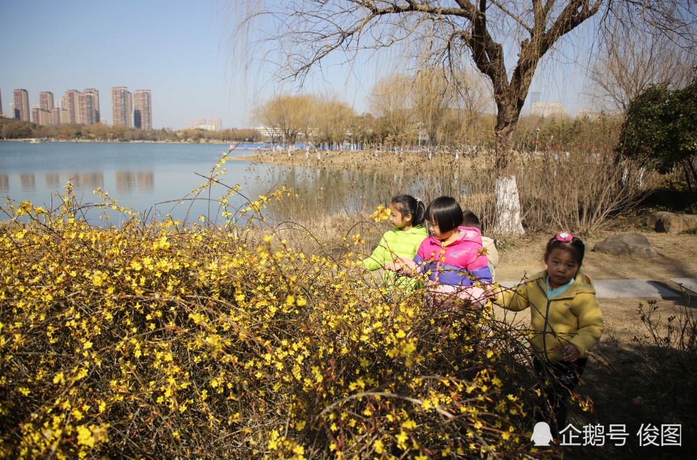 春天的感觉真好 梅花 玉兰花 迎春花竞相绽放 美不胜收 腾讯新闻
