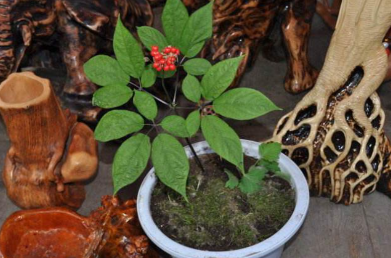 "人参"可以室内盆栽,掌握窍门栽培它,不仅可观叶,而且可观果_腾讯新闻