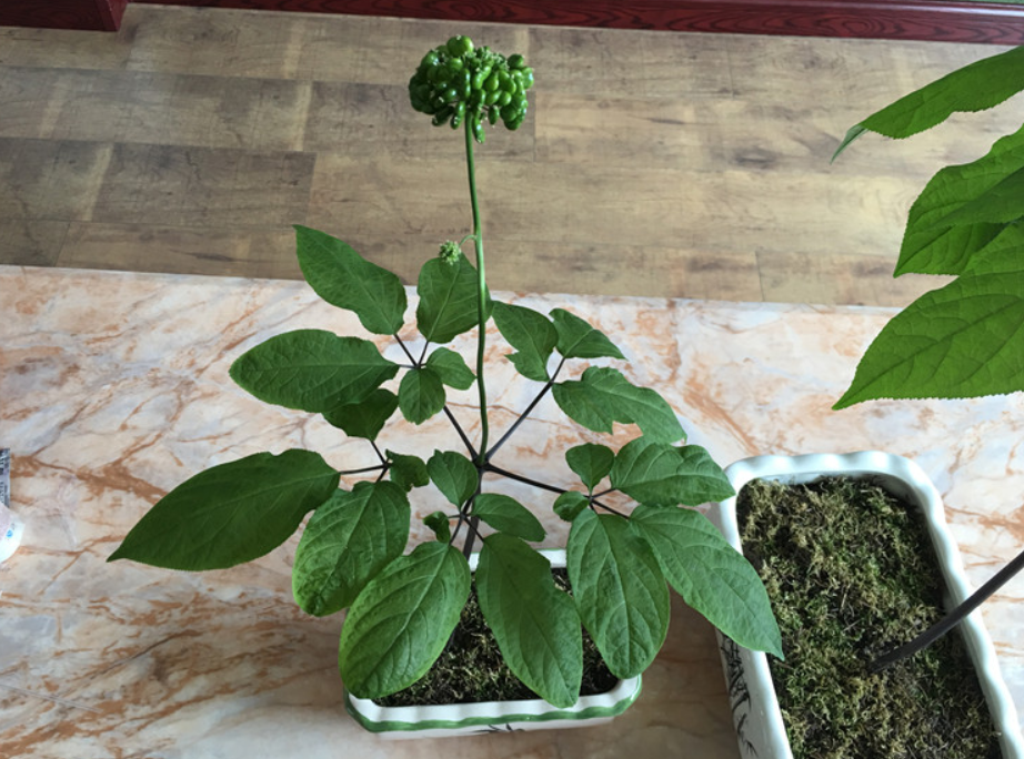 "人参"可以室内盆栽,掌握窍门栽培它,不仅可观叶,而且可观果