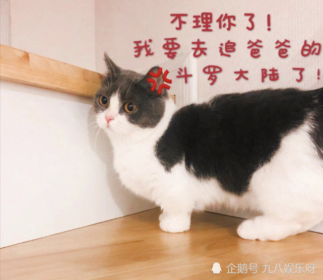 肖战让父母按头坚果看斗罗大陆再次营业却没戳中粉丝的心思