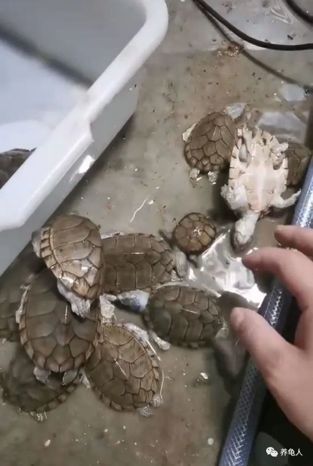 养了好多年的龟出眠后突然死了