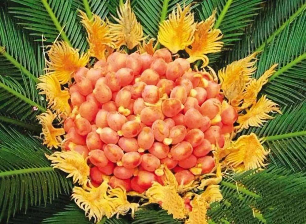 一铁树果的食用方法 1铁树是一味非常常用的药材,树木的根茎花朵叶片