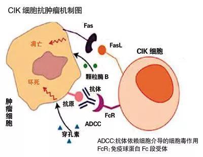 抗擊腫瘤的新武器臍帶血來源cik免疫細胞