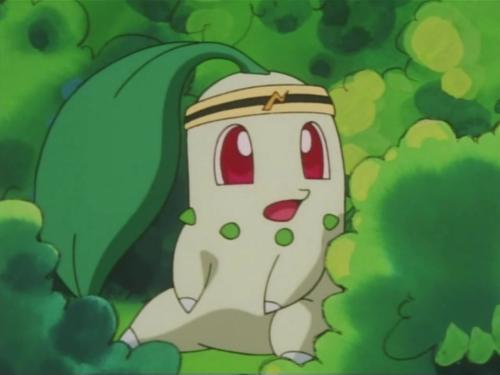 神奇宝贝图鉴no152头上的叶子散发着甜甜的香味菊草叶