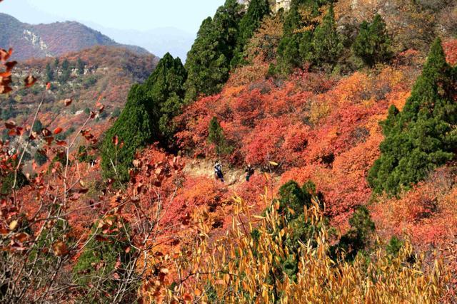 河北 小黄山 走红 距石家庄79公里 门票50红叶远超北京香山 腾讯新闻