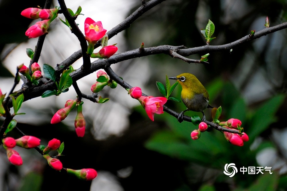 贵州贵阳和风送暖鸟语花香春意浓
