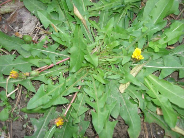 野菜|早春被挖最多的野菜，凉拌泡茶是一绝，一斤60元却少有人种植