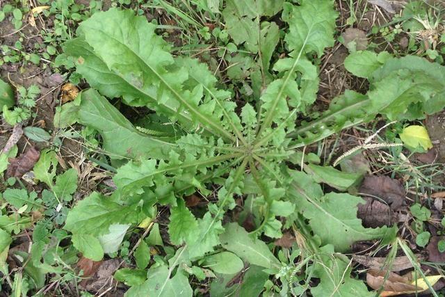 野菜|早春被挖最多的野菜，凉拌泡茶是一绝，一斤60元却少有人种植