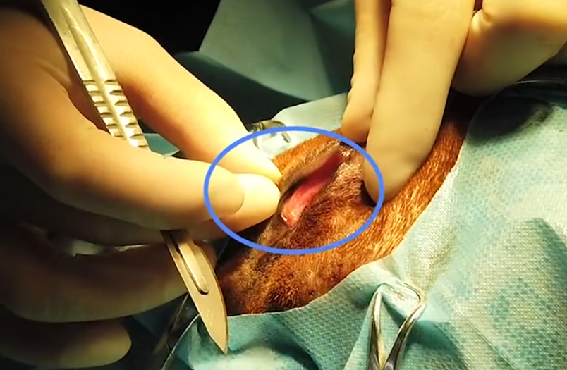 主人带狗狗割双眼皮,您别说,割完眼睛确实大了不少