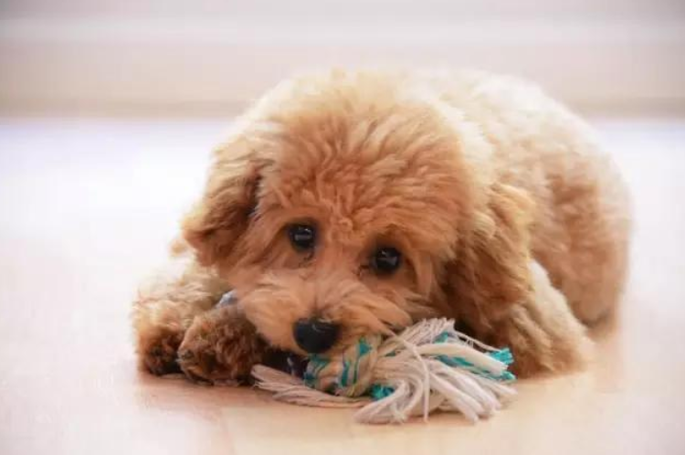 狗狗不停的急躁舔地板