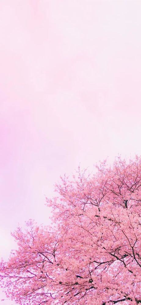 每日美图壁纸 今日的壁纸主题花海 还是樱花好看 腾讯新闻