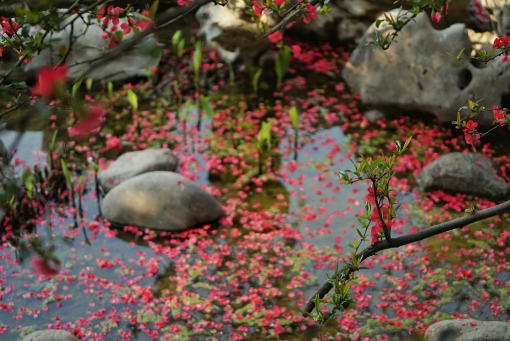 湖中飘落的海棠花花瓣