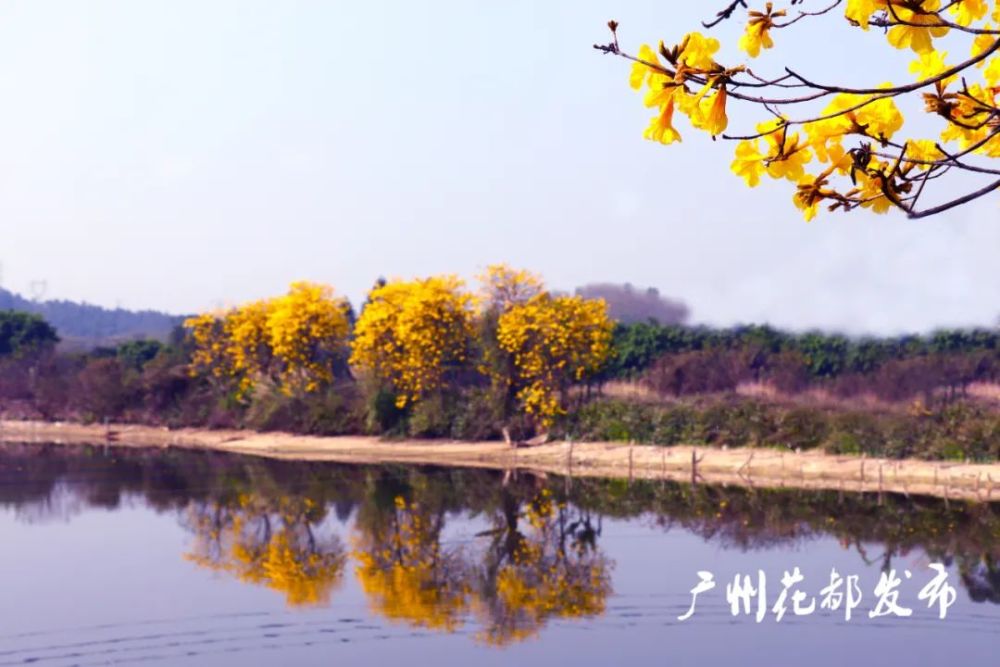 油菜花春回大地花都區赤坭鎮藍田村300多畝油菜花漸次開放春日暖陽下