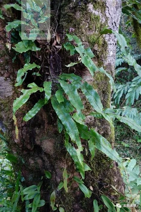 尿路感染|斩妖剑，见过吗？利尿通淋，解毒消肿。治急慢性肾炎、尿路感染