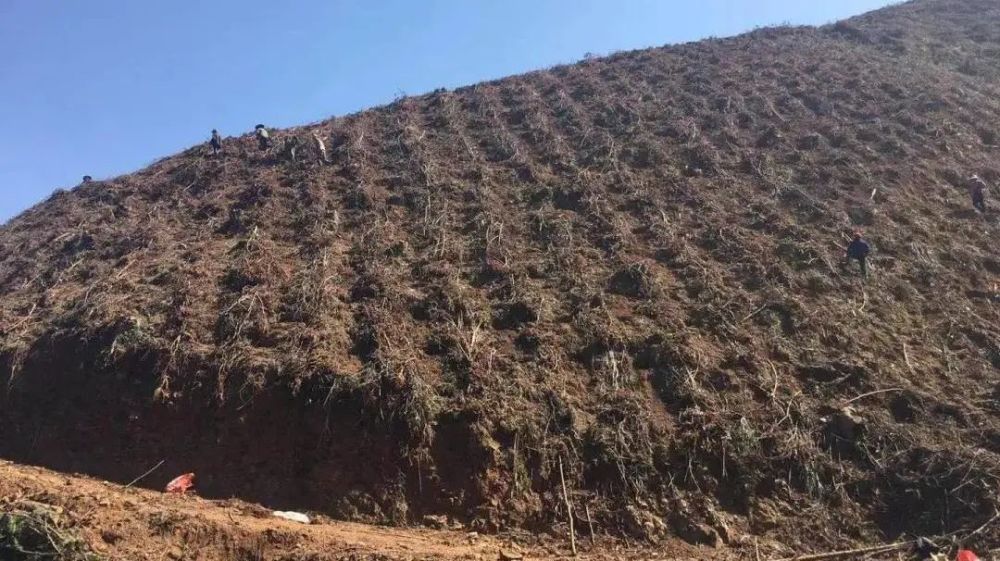 7%,将乐掀起造林热潮|绿山青山就是金山银山_腾讯新闻